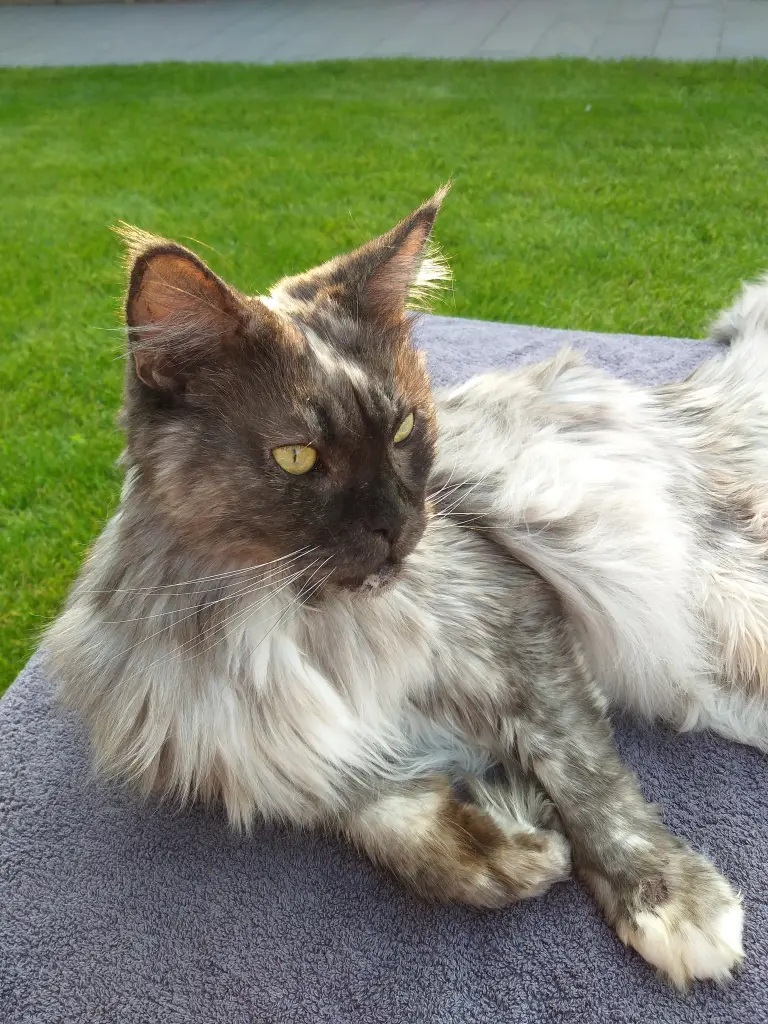 Image from Kitty