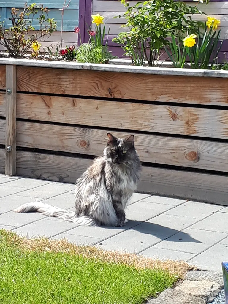 Image from Kitty