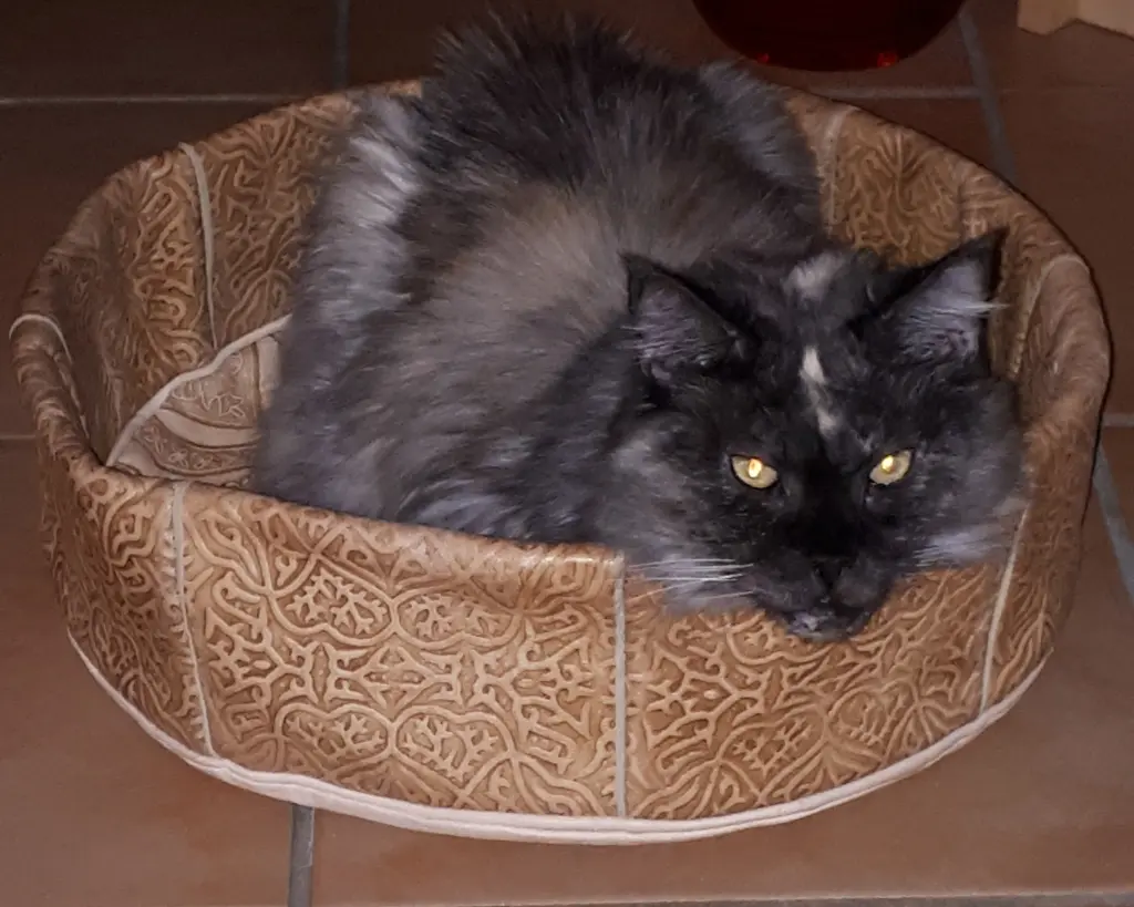 Image from Kitty