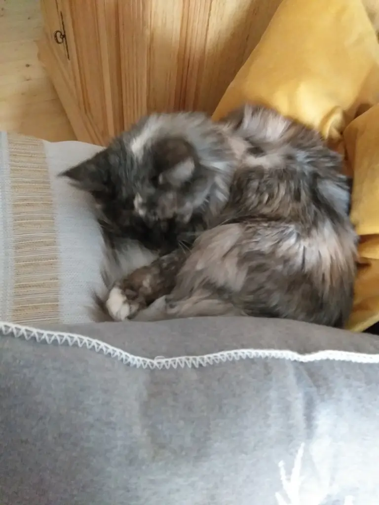 Image from Kitty