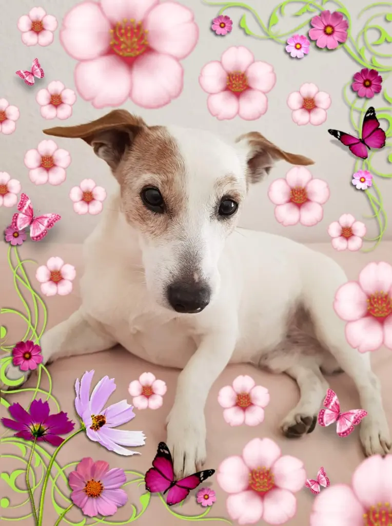 Condolence image of miro s mama