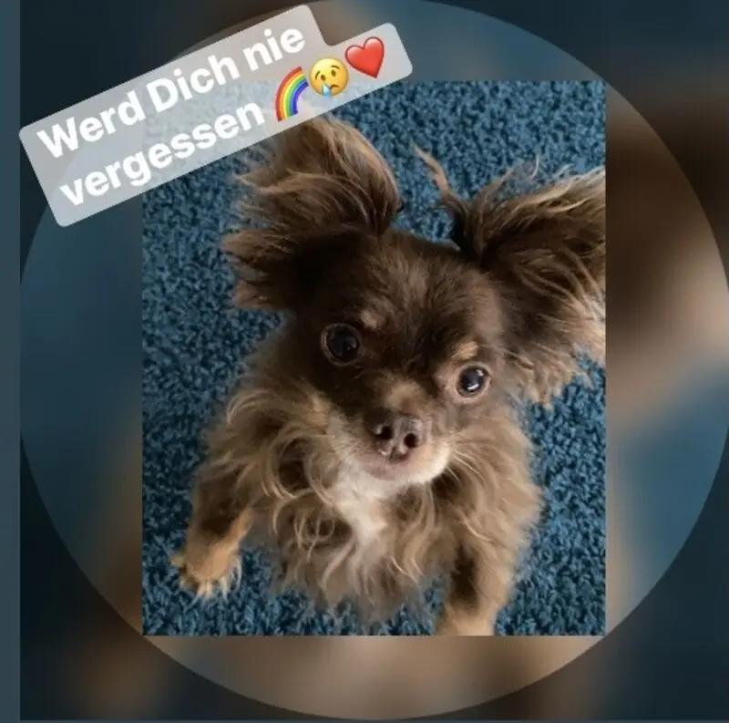 Condolence image of Claudia mit Mowgli tief im ❤️ gest 13.1021