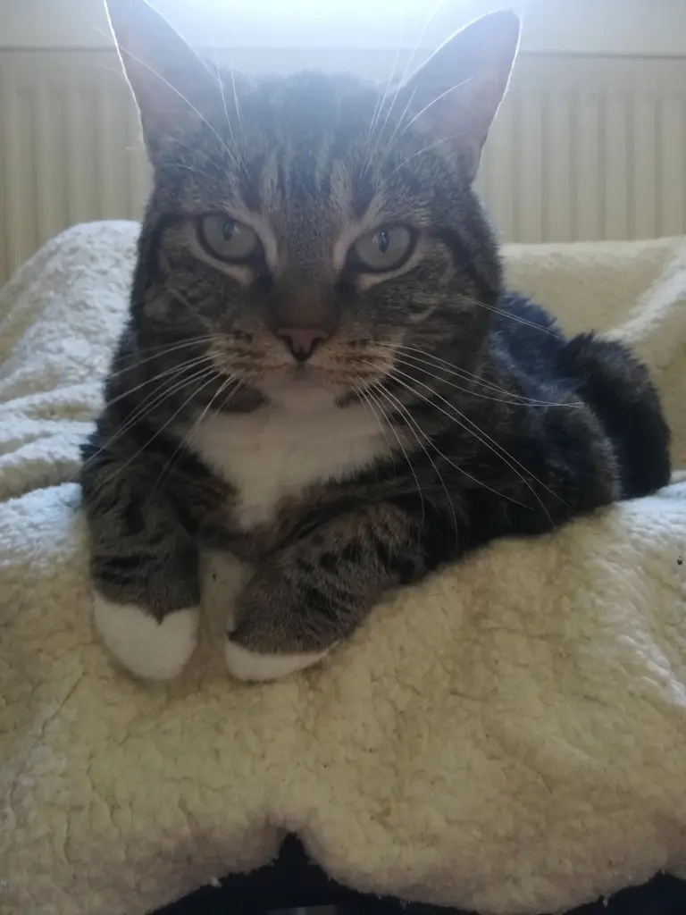 Condolence image of Jasmin 
