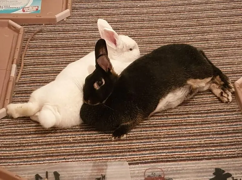 Condolence image of Andrea mit Finja und Candy