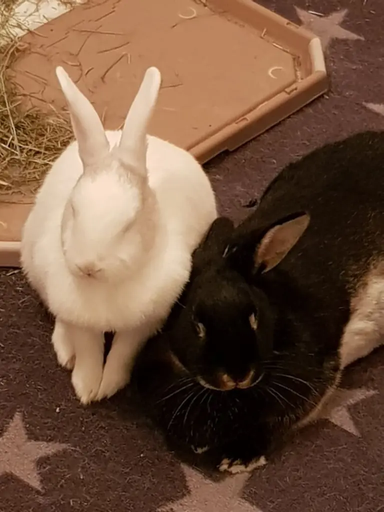 Condolence image of Andrea mit Finja und Candy