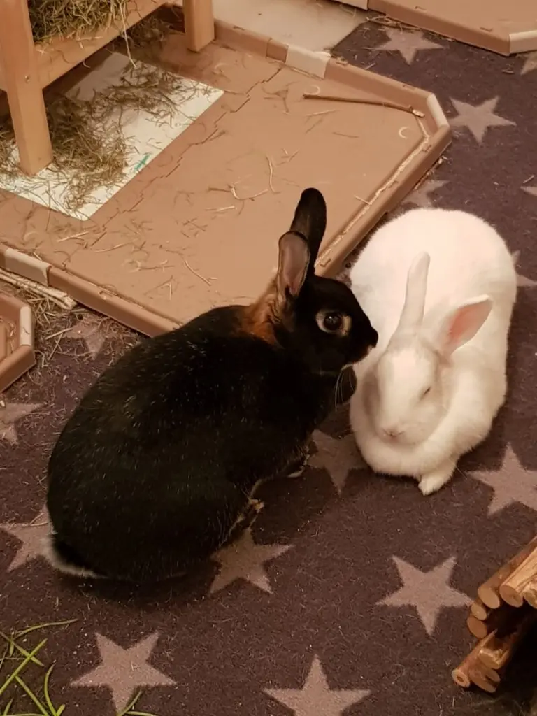 Condolence image of Andrea mit Finja und Candy