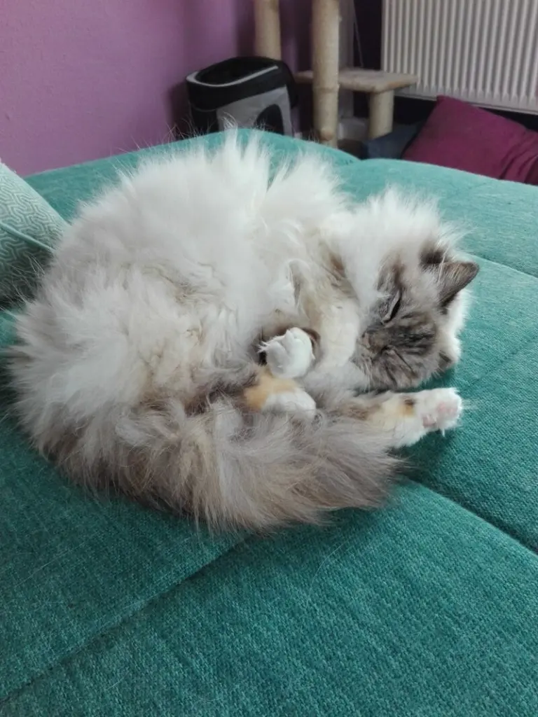 Condolence image of Sophie