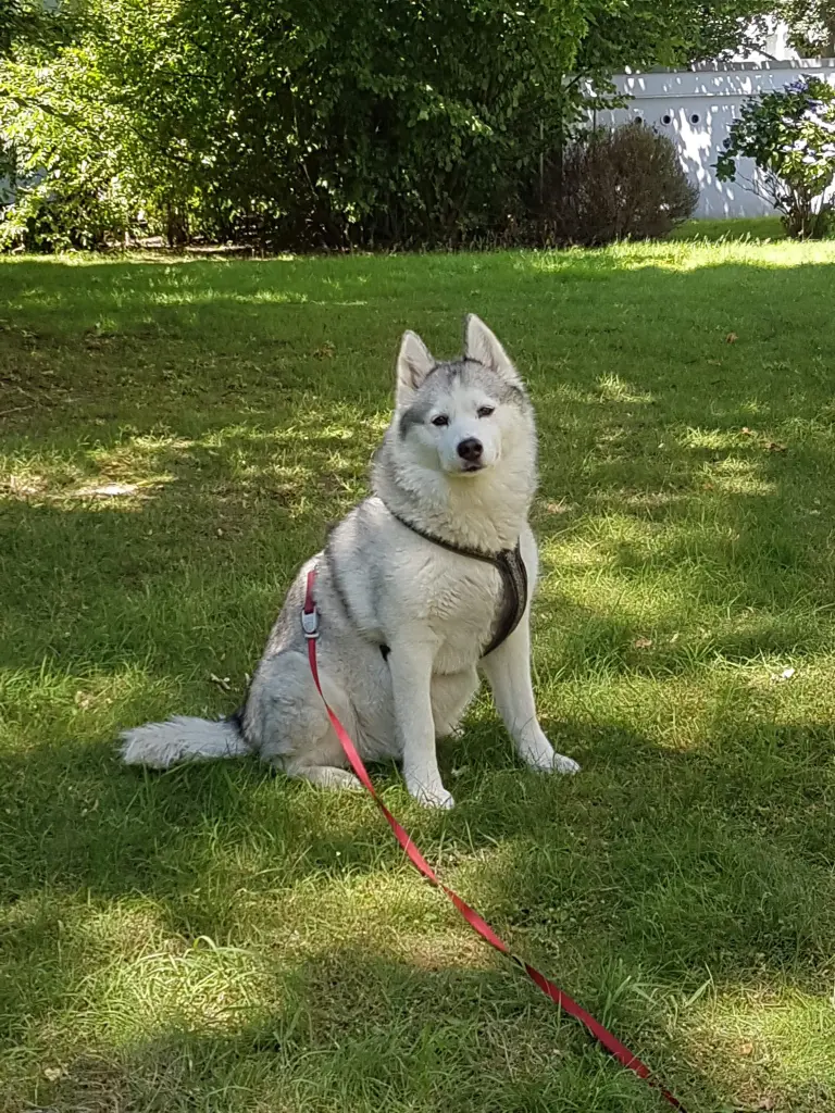 Image from Aska