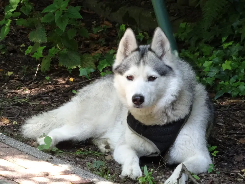 Image from Aska