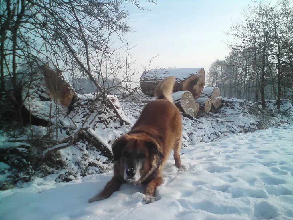 Image from Balu