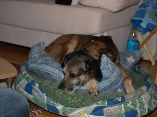 Image from Eumelchen (Fips)