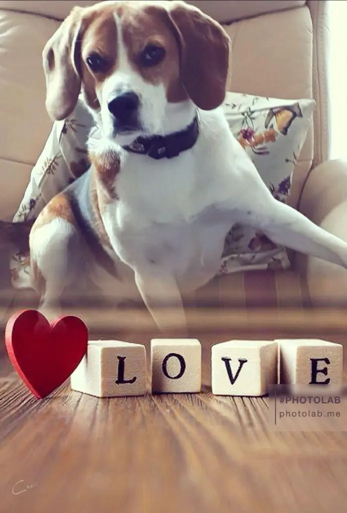 Image from Oscar