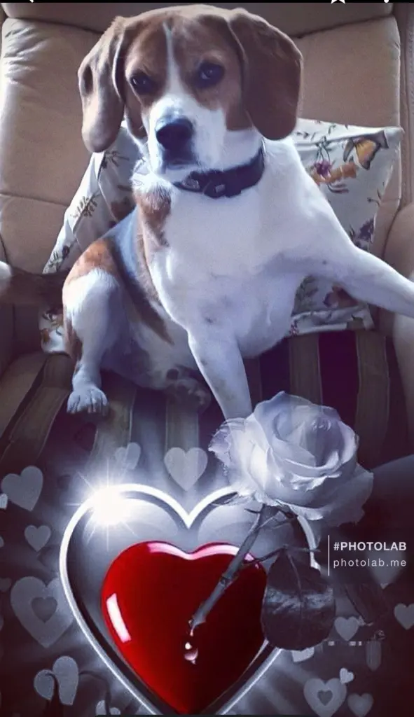 Image from Oscar
