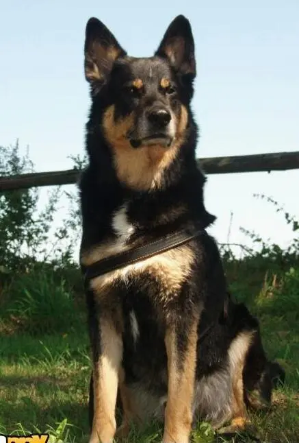 Condolence image of Angelika