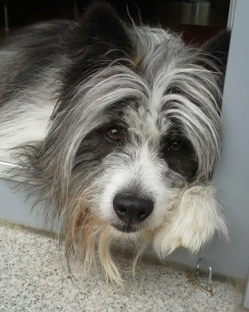 Condolence image of Carmen