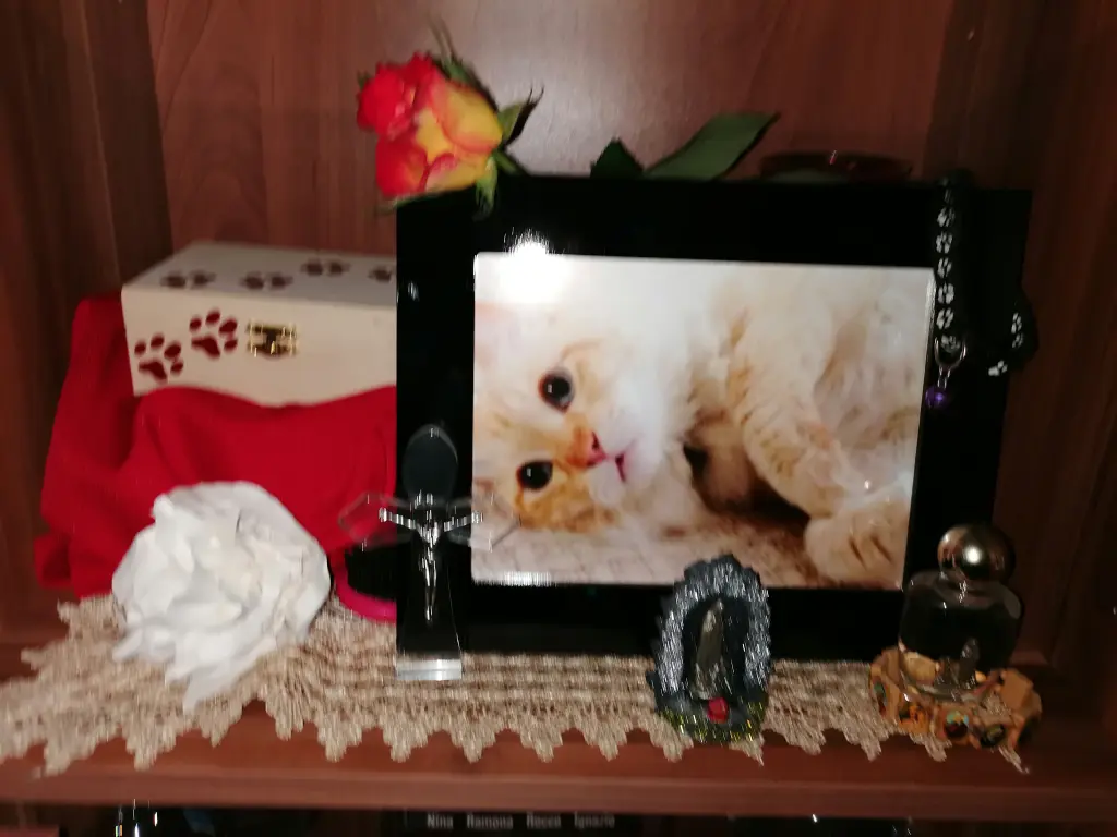 Image from Pallino