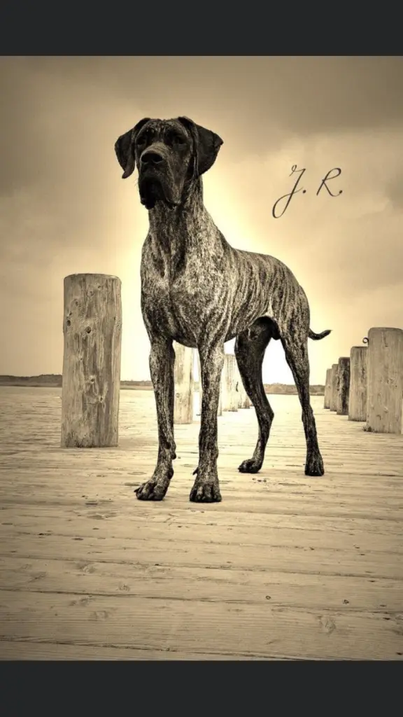 Image from John-Ross