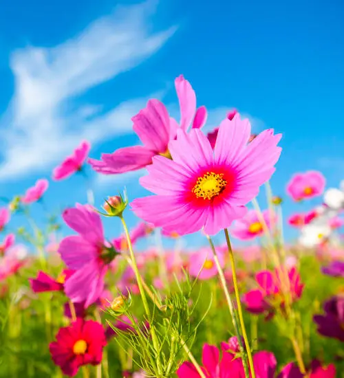 Andachtsbild von Unbekannt