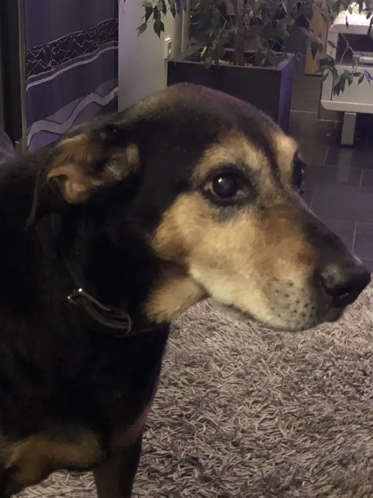 Andachtsbild von Stephanie mit Pharo