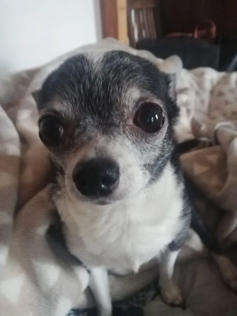 Andachtsbild von Kathrin mit Lotti und Nelly