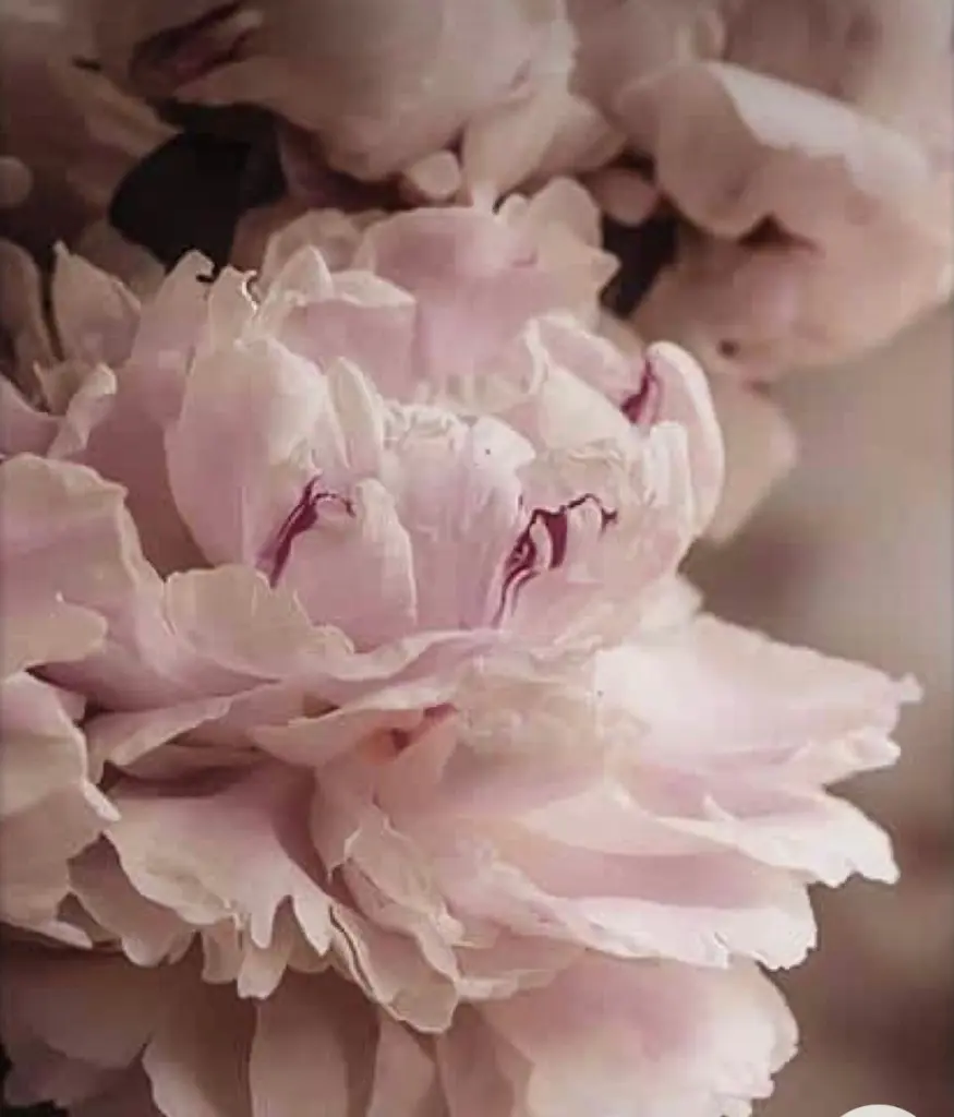 Andachtsbild von Birgit mit Shila im Herzen ♥️