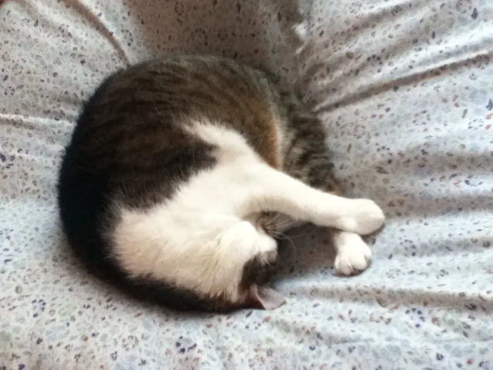 Condolence image of Thomas