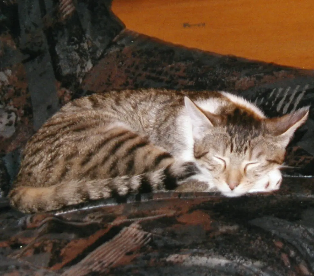 Condolence image of Thomas