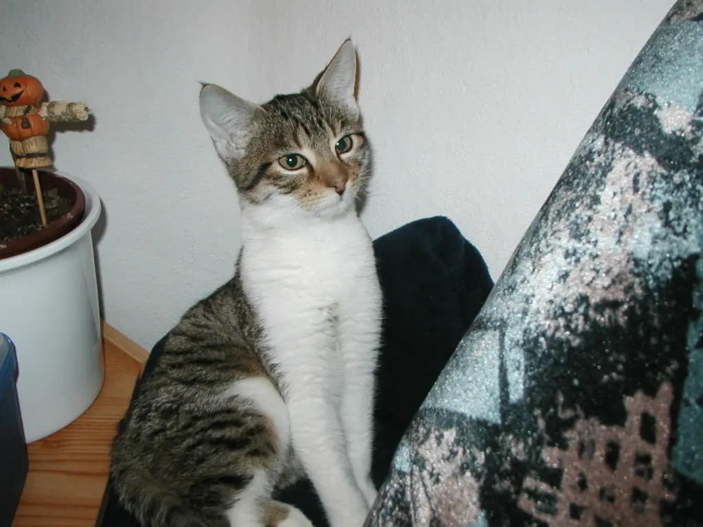 Image from Lena