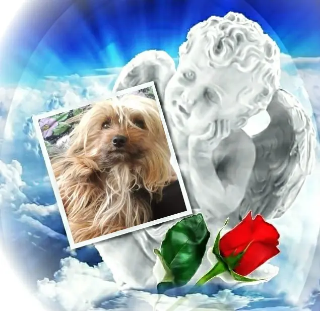 Condolence image of Fur Hippolein❤️