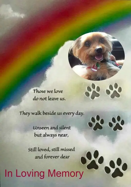 Condolence image of 6. Sternchen❤️Gedenktag❤️