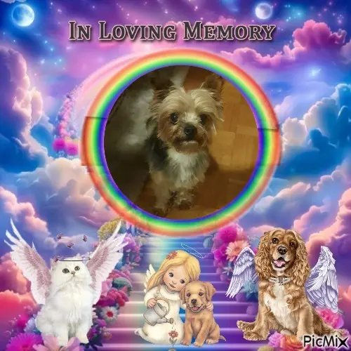 Condolence image of Gute Nacht❤️❤️❤️Mauschen❤️❤️❤️