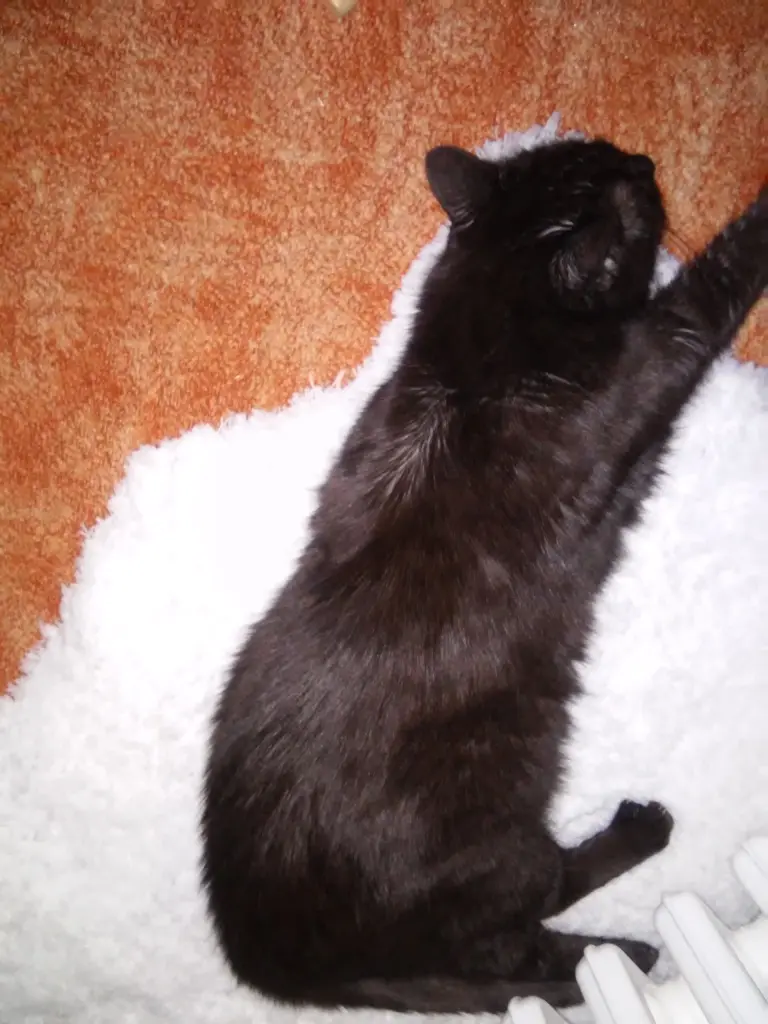 Condolence image of christine Mama von Sternchen katze Maja