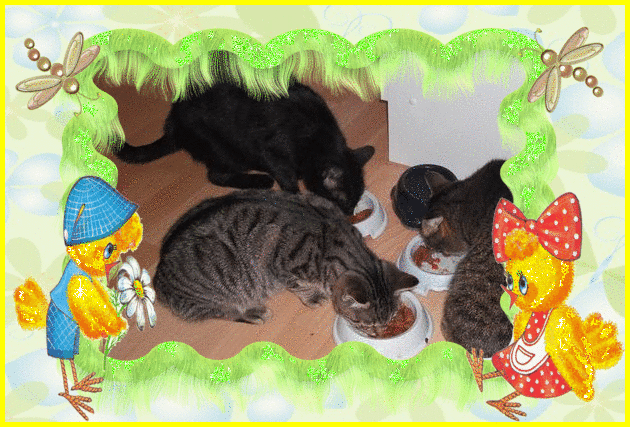 Condolence image of Christine mama von sternchenkatze  Maja 