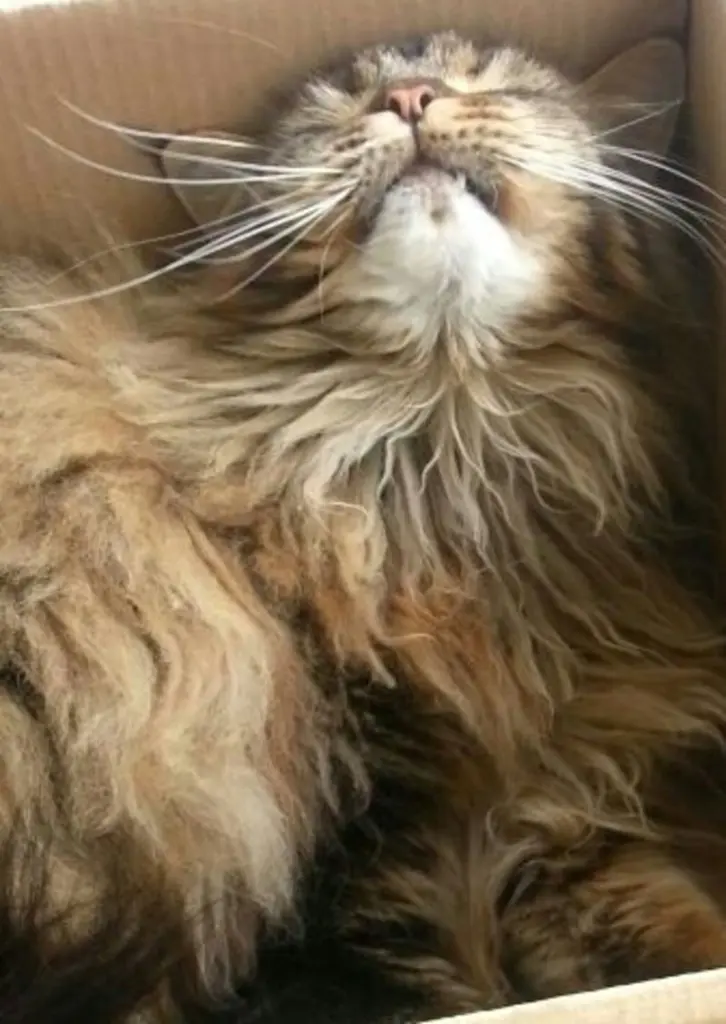 Condolence image of Petra  Katzen Mama von Sternchen Joy
