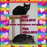 Image from Maja und Floh