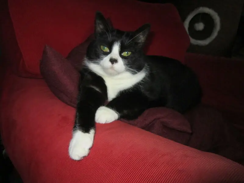 Image from Bijou