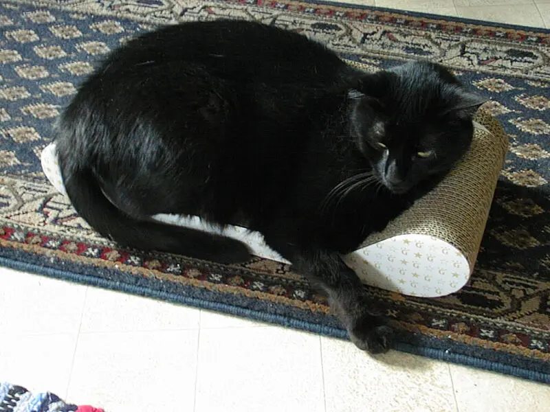 Image from Gismo