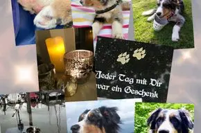 Condolence image of Maren mit Djin im Herzen