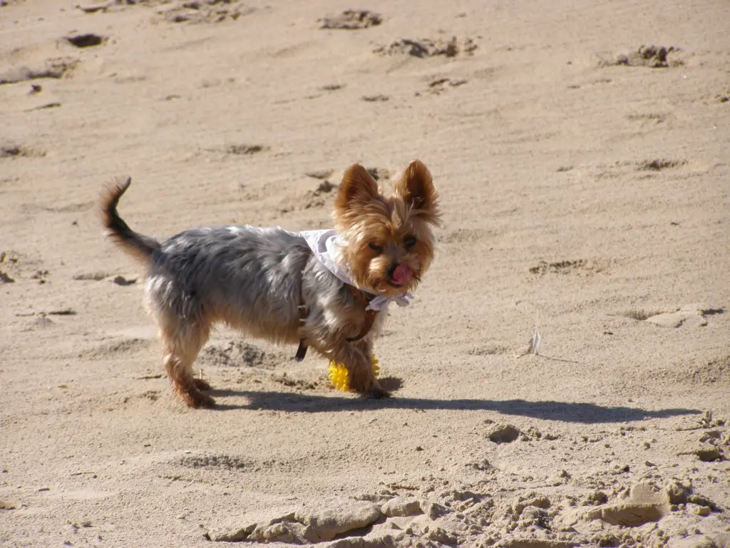 Condolence image of Beate