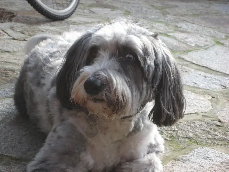 Image from Milka