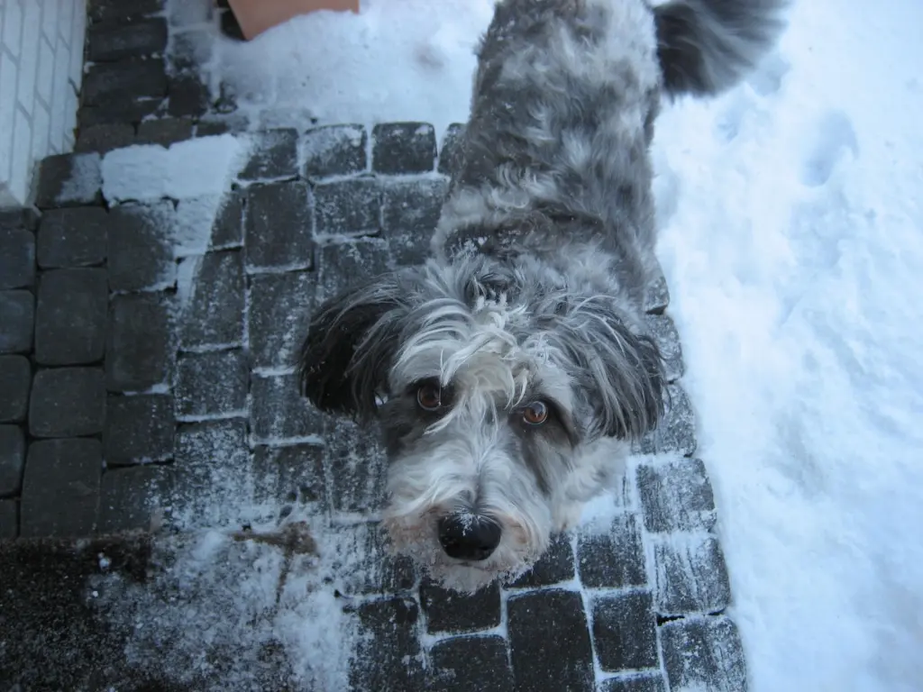 Image from Milka