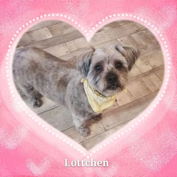 Image from Lotte