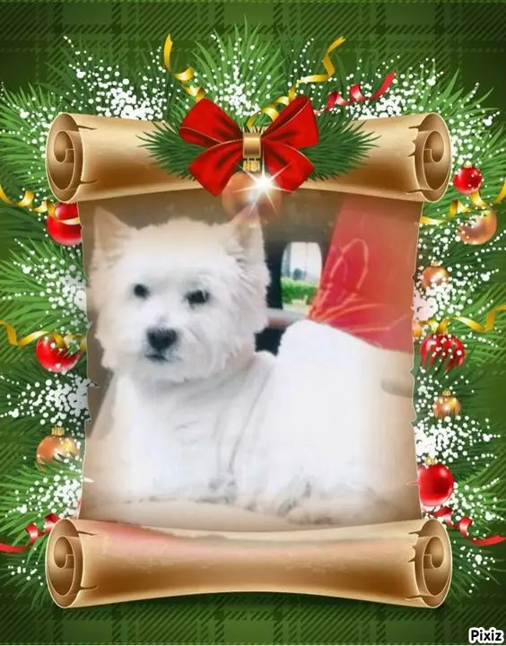 Condolence image of Tanja mit Timmy im Herzen 