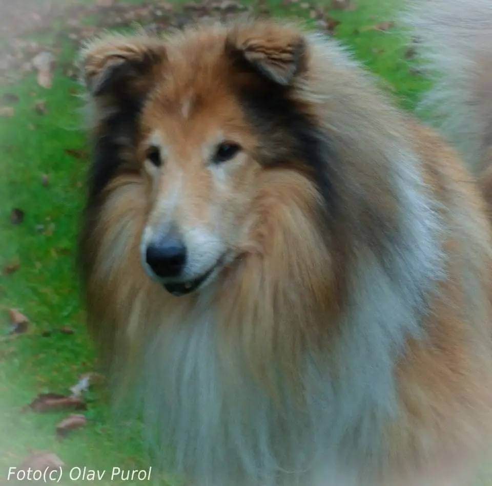 Condolence image of Petra mit Nino und Candy im Herzen