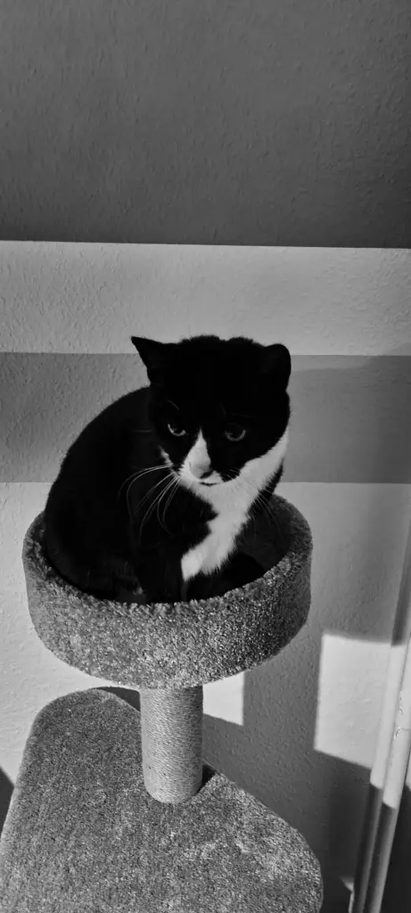 Image from Rocky