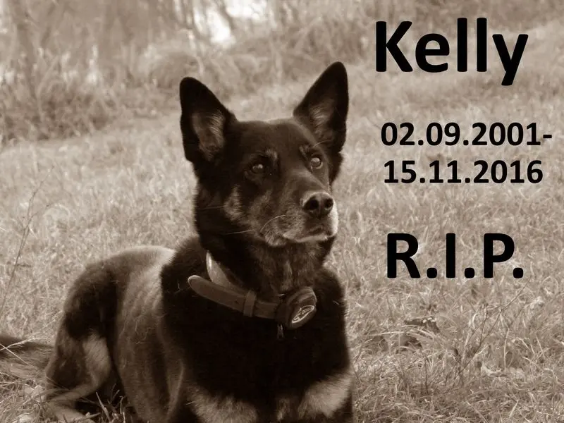 Image from Kelly