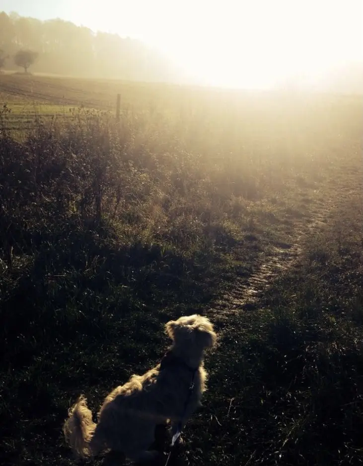 Image from Gizmo