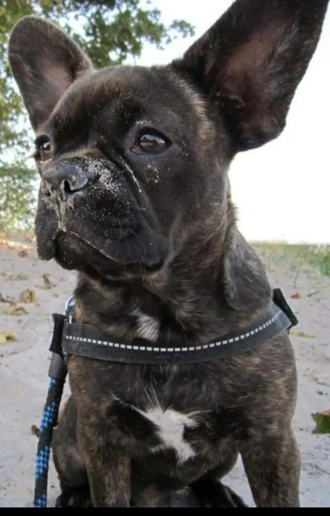 Image from Balou