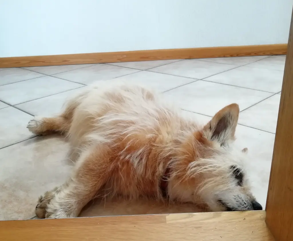 Condolence image of Simone