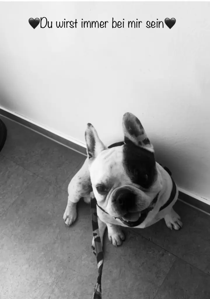 Image from Bruno